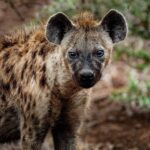 8 Tips to present like a Hyena in the next Teams or Zoom meeting