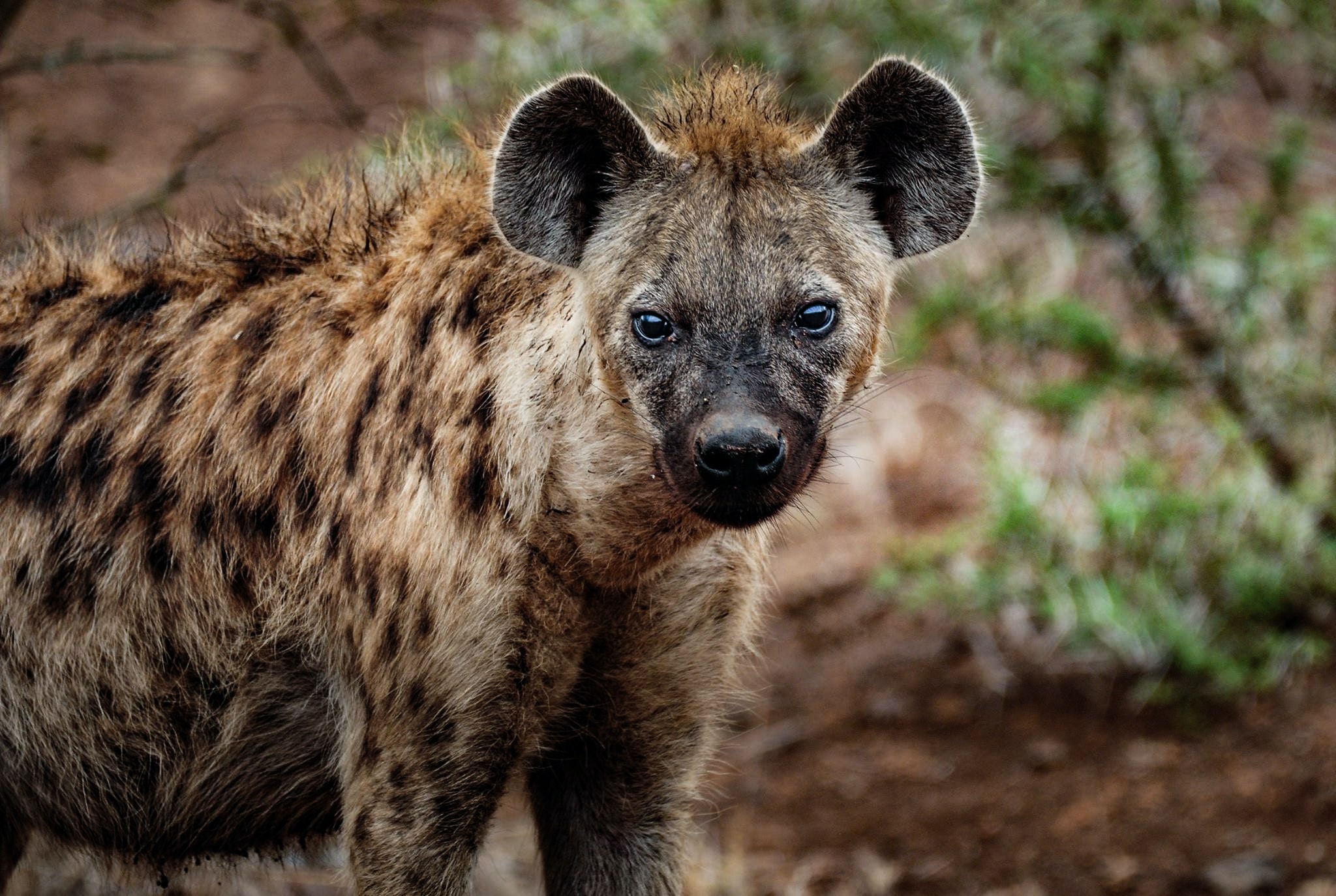 Tips for Zoom or Teams meeting to present like a hyena